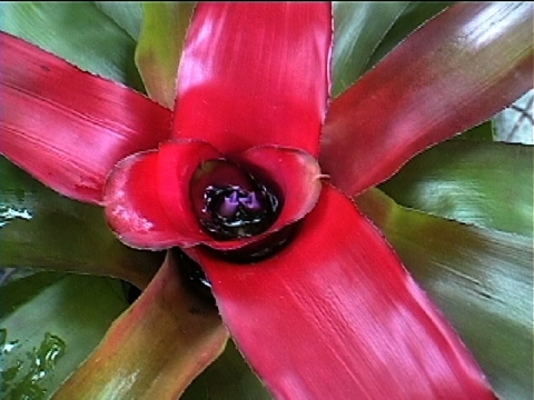 Neoregelia Grace